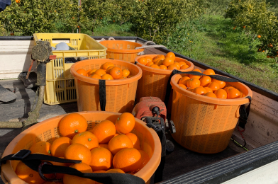 収穫したみかん